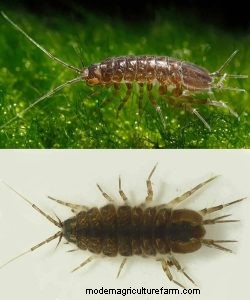 Asellus Aquaticus: The Hardy Water Louse for Aquarium Health