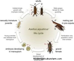Asellus Aquaticus: The Hardy Water Louse for Aquarium Health