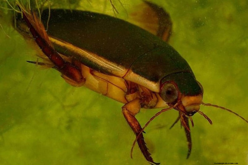 Diving Beetles: Aquarium Pests & How to Manage Them