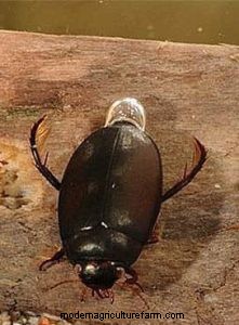 Diving Beetles: Aquarium Pests & How to Manage Them