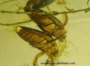 Diving Beetles: Aquarium Pests & How to Manage Them