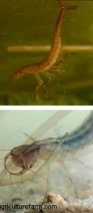 Diving Beetles: Aquarium Pests & How to Manage Them