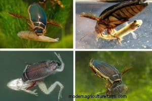 Diving Beetles: Aquarium Pests & How to Manage Them
