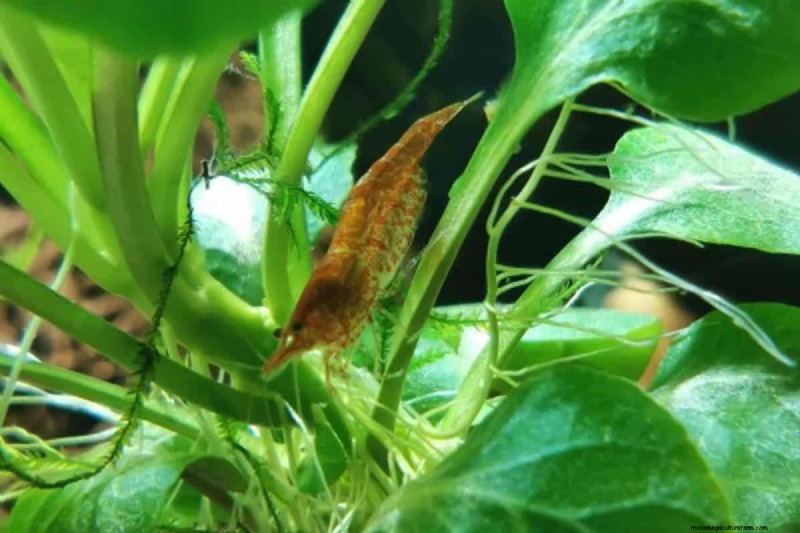 Dwarf Shrimp & Starvation: Impact on Health & Lifespan