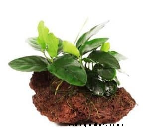 Lava Rock in Aquariums: Benefits, Drawbacks & Aquarium Setup