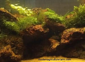 Lava Rock in Aquariums: Benefits, Drawbacks & Aquarium Setup