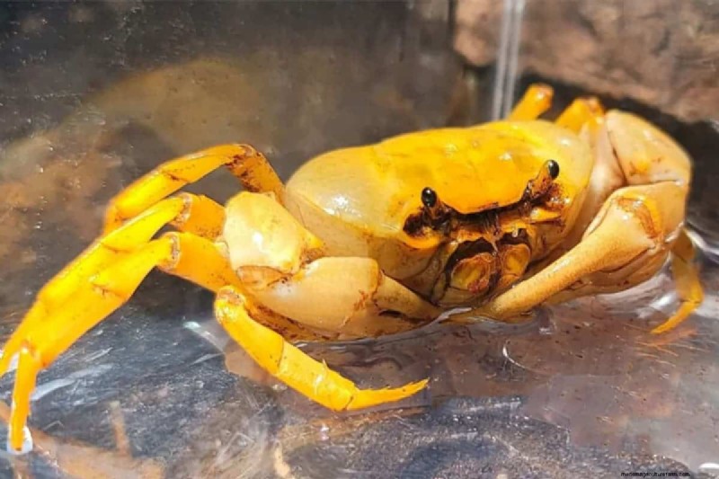 Banana Crab Care: A Comprehensive Guide to Terrathelphusa