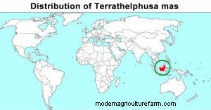 Banana Crab Care: A Comprehensive Guide to Terrathelphusa