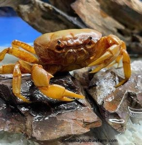Banana Crab Care: A Comprehensive Guide to Terrathelphusa