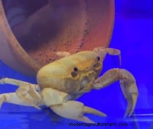 Banana Crab Care: A Comprehensive Guide to Terrathelphusa
