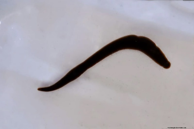 Asian Leeches in Shrimp Tanks: Identification, Risks & Control