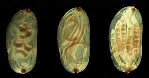 Asian Leeches in Shrimp Tanks: Identification, Risks & Control