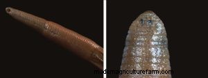 Asian Leeches in Shrimp Tanks: Identification, Risks & Control
