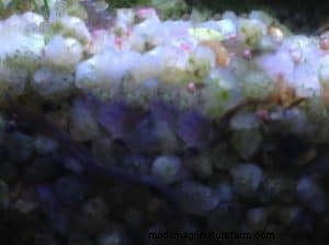 Asian Leeches in Shrimp Tanks: Identification, Risks & Control