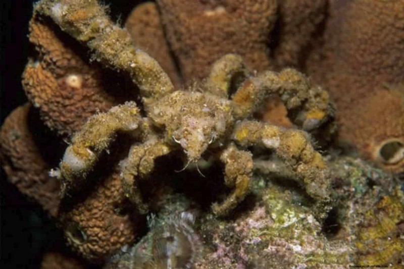 Decorator Crab (Camposcia retusa): Care, Diet & Breeding Guide