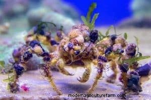 Decorator Crab (Camposcia retusa): Care, Diet & Breeding Guide