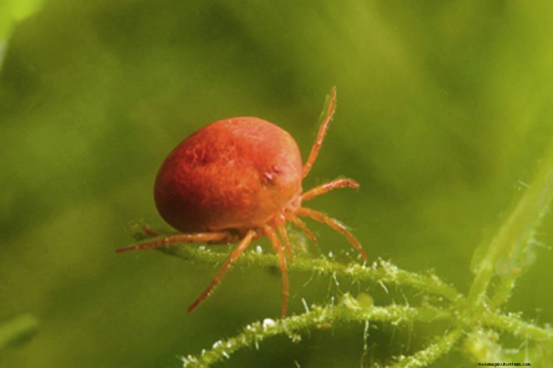 Water Mites in Aquariums: Identification, Impact & Management