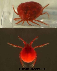 Water Mites in Aquariums: Identification, Impact & Management