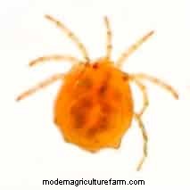 Water Mites in Aquariums: Identification, Impact & Management