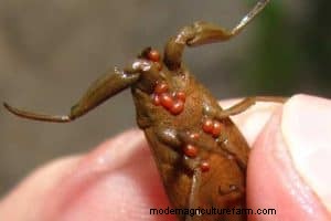 Water Mites in Aquariums: Identification, Impact & Management