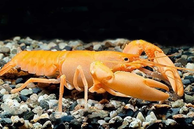 Crayfish Stress: Recognizing Signs & Ensuring Healthy Care