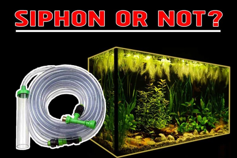 Substrate Siphoning: Benefits, Risks & Alternatives for Healthy Aquariums