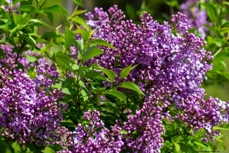 Why Are My Lilacs Not Blooming? Troubleshooting & Care Tips