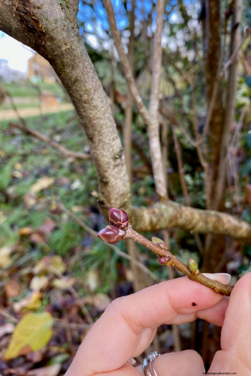 Why Are My Lilacs Not Blooming? Troubleshooting & Care Tips