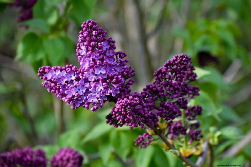 Why Are My Lilacs Not Blooming? Troubleshooting & Care Tips