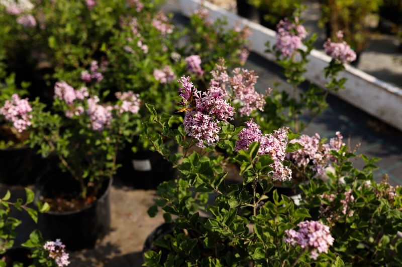 Why Are My Lilacs Not Blooming? Troubleshooting & Care Tips