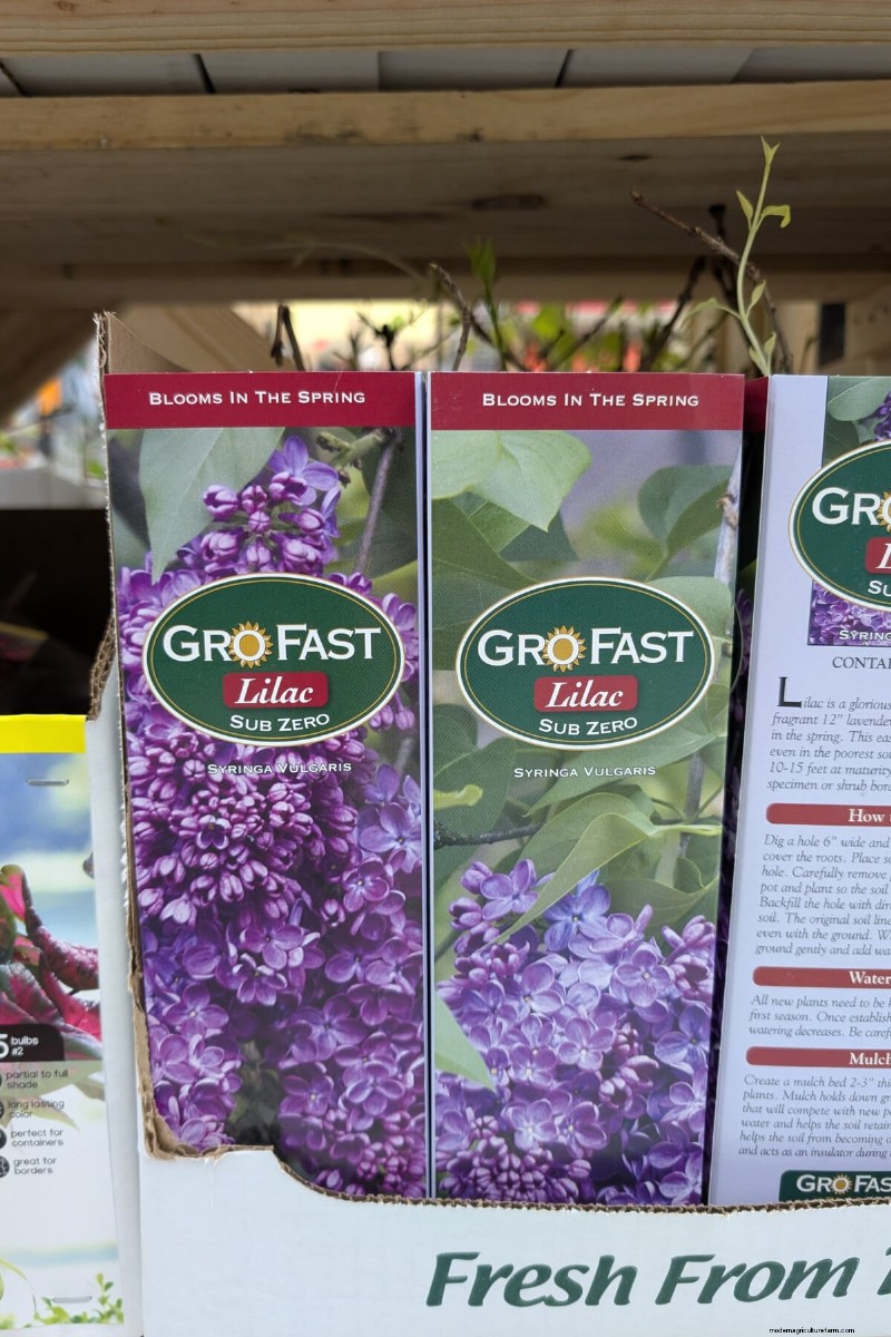 Why Are My Lilacs Not Blooming? Troubleshooting & Care Tips