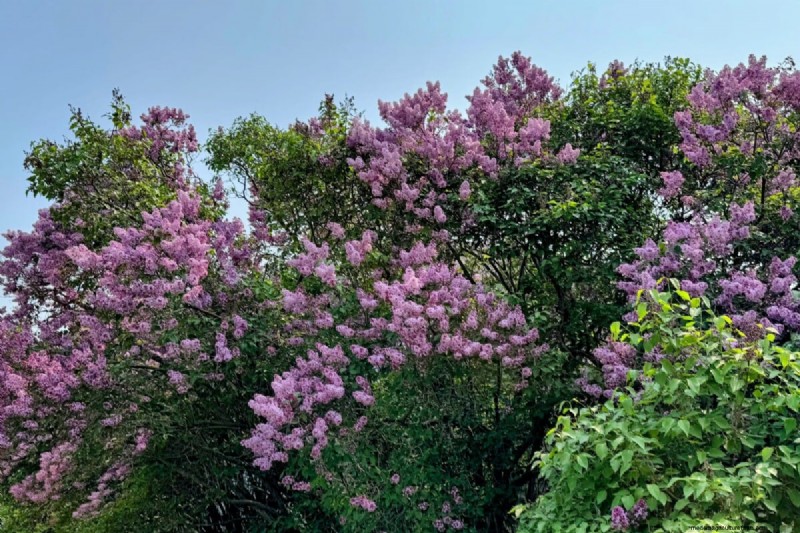 Why Are My Lilacs Not Blooming? Troubleshooting & Care Tips