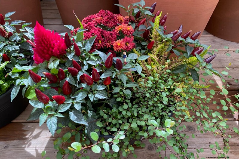 Perennial Buying Guide: Avoid Common Mistakes & Choose Healthy Plants