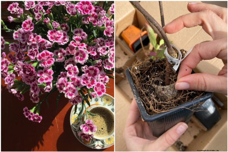 Perennial Buying Guide: Avoid Common Mistakes & Choose Healthy Plants