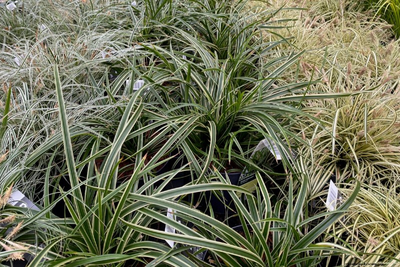 Perennial Buying Guide: Avoid Common Mistakes & Choose Healthy Plants