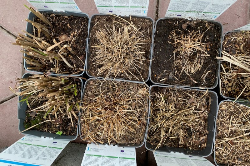 Perennial Buying Guide: Avoid Common Mistakes & Choose Healthy Plants