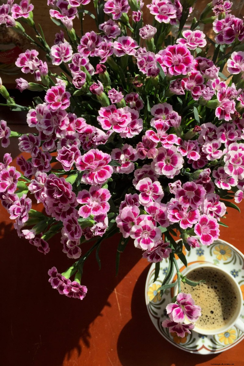 Perennial Buying Guide: Avoid Common Mistakes & Choose Healthy Plants