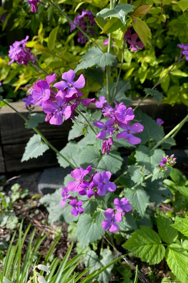 Perennial Buying Guide: Avoid Common Mistakes & Choose Healthy Plants