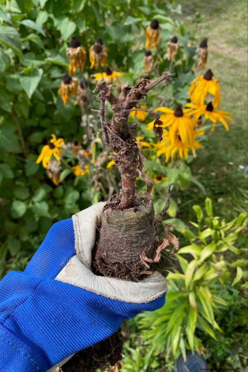 Perennial Buying Guide: Avoid Common Mistakes & Choose Healthy Plants
