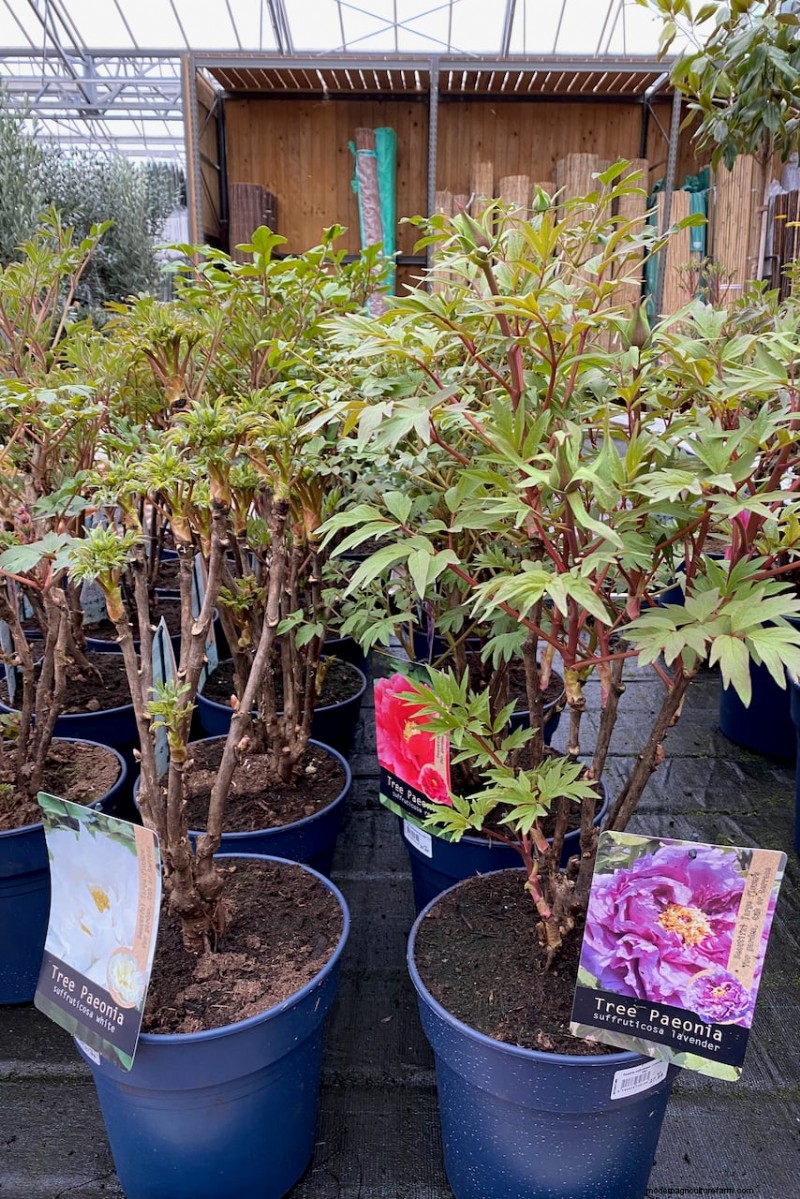 Perennial Buying Guide: Avoid Common Mistakes & Choose Healthy Plants