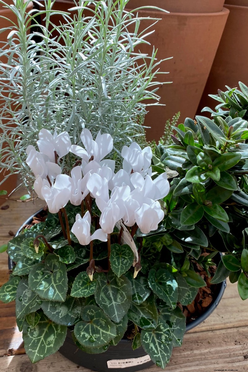 Perennial Buying Guide: Avoid Common Mistakes & Choose Healthy Plants