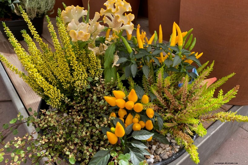 Perennial Buying Guide: Avoid Common Mistakes & Choose Healthy Plants