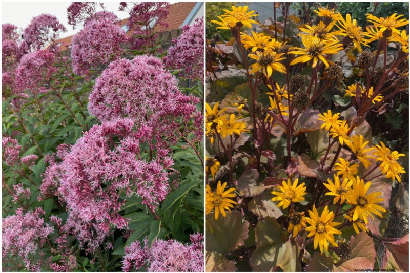 Best Tall Flowers for Privacy Screens: Months of Blooming Beauty