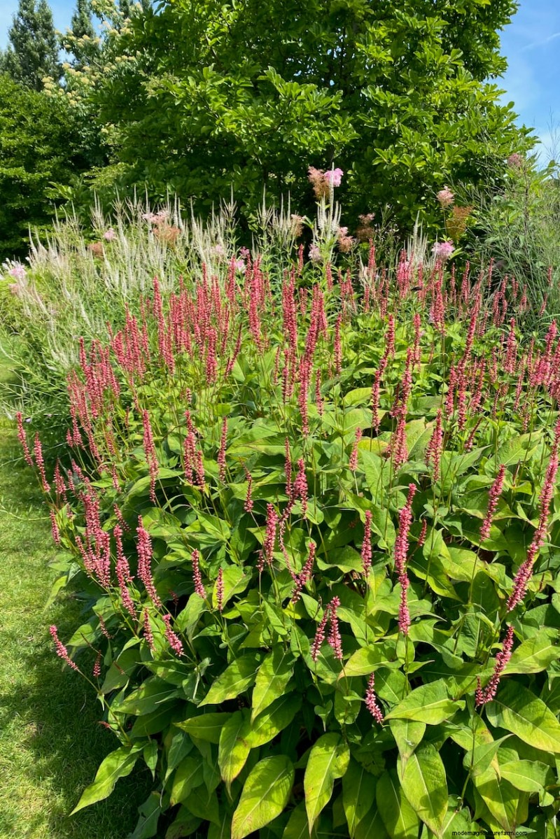Best Tall Flowers for Privacy Screens: Months of Blooming Beauty