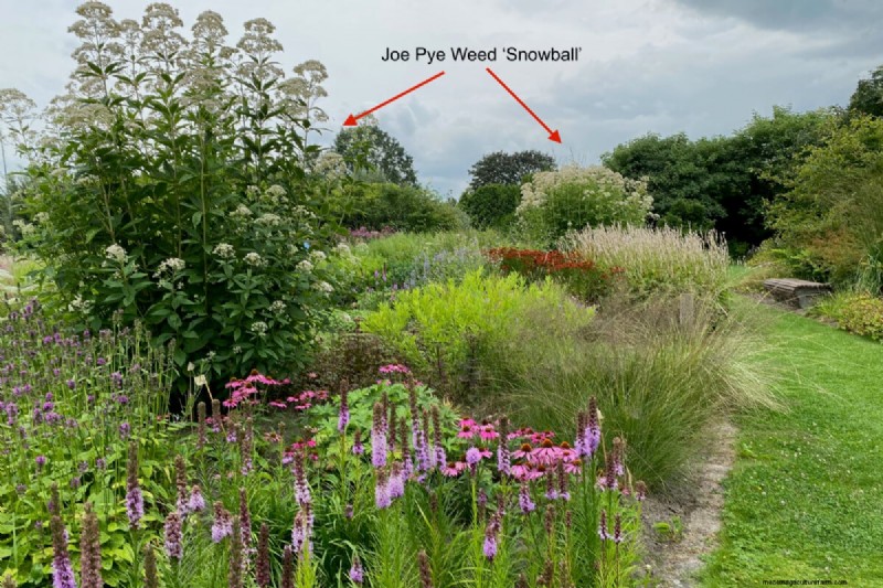 Best Tall Flowers for Privacy Screens: Months of Blooming Beauty