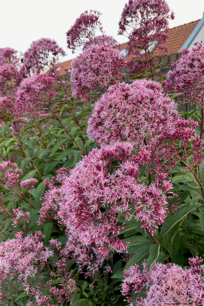 Best Tall Flowers for Privacy Screens: Months of Blooming Beauty