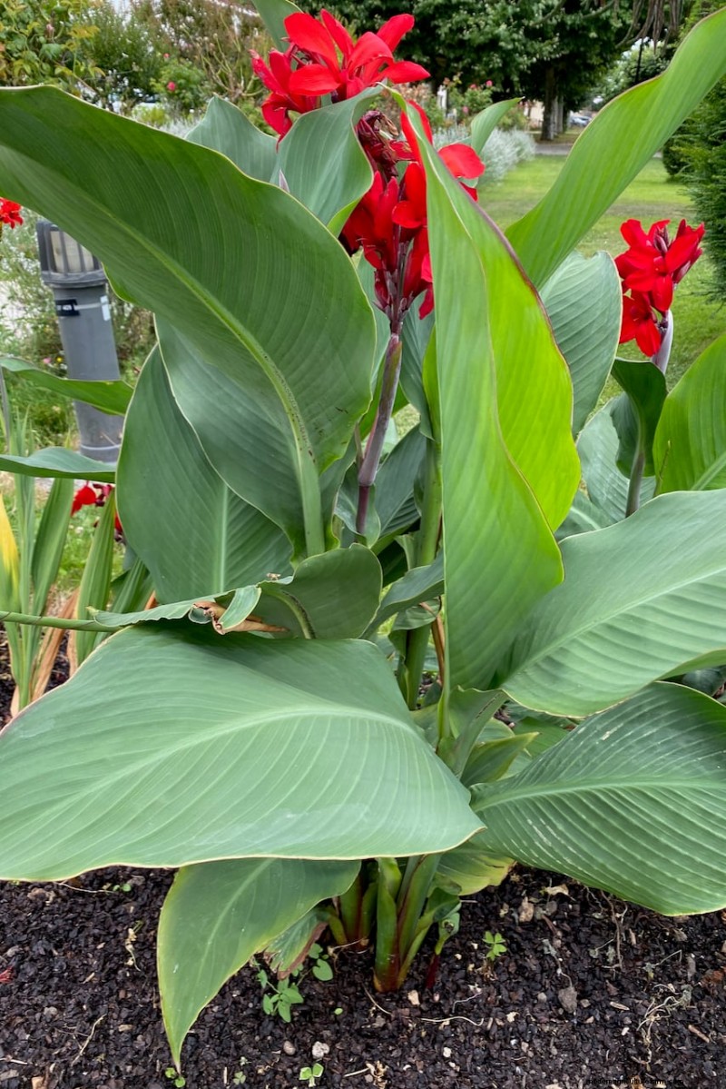 Best Tall Flowers for Privacy Screens: Months of Blooming Beauty