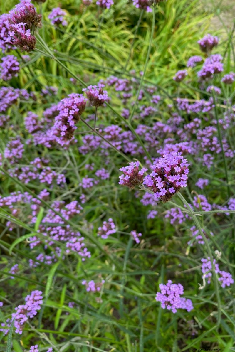 Best Tall Flowers for Privacy Screens: Months of Blooming Beauty