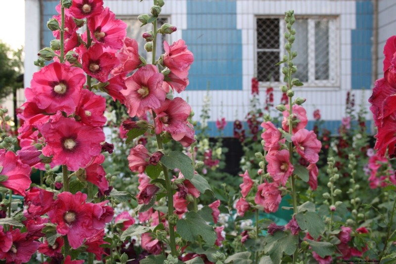Best Tall Flowers for Privacy Screens: Months of Blooming Beauty