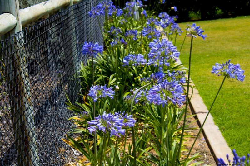 Best Tall Flowers for Privacy Screens: Months of Blooming Beauty